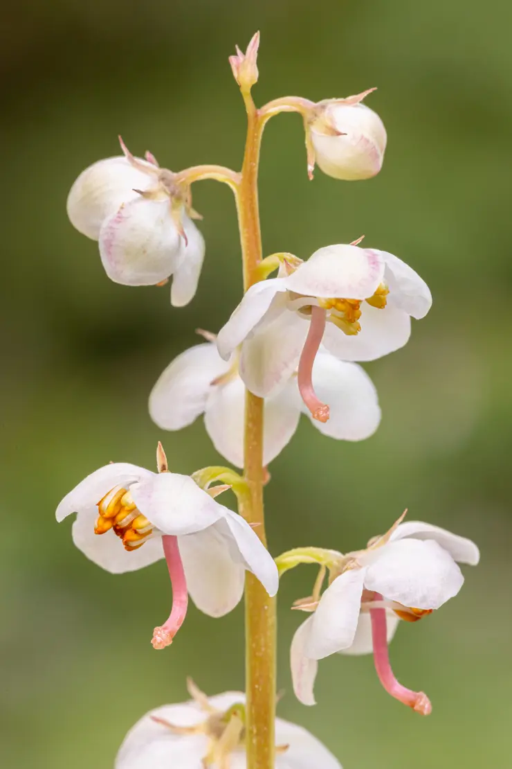 Rundblättriges Wintergrün (Pyrola rotundifolia) [1]